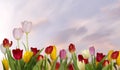 Nature background. Beautiful colored tulips flowers with copyspace Royalty Free Stock Photo