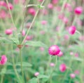 Nature background - beautiful Gomphrena globosa, Globe Amaranth, Bachelor Button against nature green background Royalty Free Stock Photo