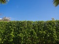 Nature background, beautiful green hedge fence with blue sky