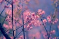 Nature background of beautiful of tree cherry pink flower in spring Royalty Free Stock Photo