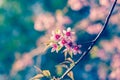 Nature background of beautiful of tree cherry pink flower in spring Royalty Free Stock Photo