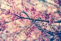 Nature background of beautiful of tree cherry pink flower in spring Royalty Free Stock Photo