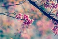 Nature background of beautiful of tree cherry pink flower in spring