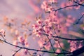 Nature background of beautiful of tree cherry pink flower in spring Royalty Free Stock Photo