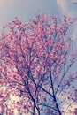 Nature background of beautiful of tree cherry pink flower in spring Royalty Free Stock Photo