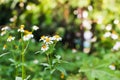 Nature background with bee perching on orange pollen of white flowers daisies blooming in forest and sunlight on beautiful Royalty Free Stock Photo