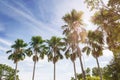 Nature background betel palm tree row in sunny puffy clouds blue Royalty Free Stock Photo