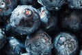 Nature background. Big beautiful water drops on ripe and juicy fresh picked blueberries closeup. Macro view of abstract nature tex Royalty Free Stock Photo