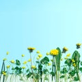 Nature background. Blooming spring flowers and green grass on blue sky color backdrop. Creative copy space Royalty Free Stock Photo