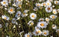 Nature background with blossoming daisy flowers close up Royalty Free Stock Photo