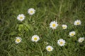 Nature Background with blossoming daisy flowers. Flower meadow Summer with selective focus Royalty Free Stock Photo