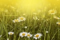 Nature Background with blossoming daisy flowers. Royalty Free Stock Photo