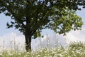 Nature Background with blossoming daisy flowers. Royalty Free Stock Photo