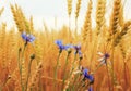 Nature background with blue cornflowers wild flowers growing on Royalty Free Stock Photo