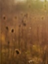 Nature background blur of dried teasel seedheads in a field Royalty Free Stock Photo