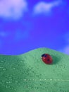 Nature background with bright Ladybug on a green leaf with water drops against sky background. Close up image with Royalty Free Stock Photo