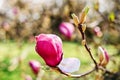 Nature background with pink magnolia flowers Royalty Free Stock Photo
