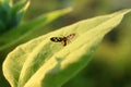 Nature background butterfly. Butterfly insect in nature. Nature insect little butterfly on big green leaves plant. Royalty Free Stock Photo