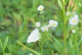 Nature background butterfly on summer flowers Royalty Free Stock Photo