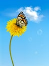 Nature background with butterfly on a yellow dande