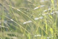 Nature background with chamomile, field grass. Meadow morning. Lawn in the sunlight. Soft focus. Sunrise or sunset Royalty Free Stock Photo