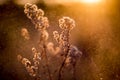 Nature background close-up. Wild meadow detail of dry plant and sun shine. Beautiful bokeh, Autumn macro in rain Royalty Free Stock Photo