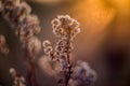 Nature background close-up. Wild meadow detail of dry plant and sun shine. Beautiful bokeh, Autumn macro wallpaper Royalty Free Stock Photo