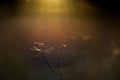 Nature background close-up. Wild meadow detail of dry plant and sun shine. Beautiful bokeh, Autumn macro wallpaper Royalty Free Stock Photo