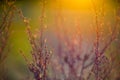 Nature background close-up. Wild meadow detail of dry plant and sun shine. Beautiful bokeh, Autumn macro wallpaper Royalty Free Stock Photo