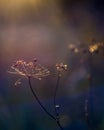 Nature background close-up. Wild meadow detail of dry plant and sun shine. Beautiful bokeh, Autumn macro wallpaper Royalty Free Stock Photo