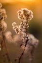 Nature background close-up. Wild meadow detail of dry plant and sun shine. Beautiful bokeh, Autumn macro wallpaper Royalty Free Stock Photo