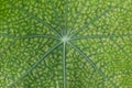 Nature background closeup of diseased nasturtium leaf with venation