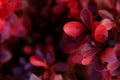 Nature background. Closeup red leaves decorative barberry plant top view. Natural plants, leaf pattern, creative wallpaper with