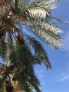 Nature background of coconut palm tree on tropical beach blue sky. The leaves of coconut palm. Royalty Free Stock Photo