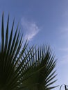 Nature background. The leaves of coconut palm tree on blue sky Royalty Free Stock Photo