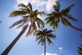 Nature background of coconut palm tree on tropical beach blue sky with sunlight of morning in summer Royalty Free Stock Photo