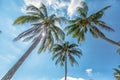 Nature background of coconut palm tree on tropical beach blue sky with sunlight of morning in summer Royalty Free Stock Photo