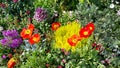 Nature background of colorful bright flowerbed Royalty Free Stock Photo