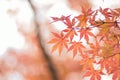 Nature background of colorful Japanese Autumn Maple leaves Royalty Free Stock Photo