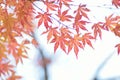 Nature background of colorful Japanese Autumn Maple leaves Royalty Free Stock Photo