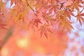 Nature background of colorful Japanese Autumn Maple leaves Royalty Free Stock Photo