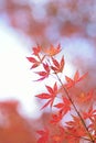 Nature background of colorful Japanese Autumn Maple leaves Royalty Free Stock Photo