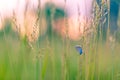 Summer closeup flowers and meadow and a butterfly. Bright landscape. Inspirational nature banner background.