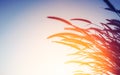 Nature background concept - silhouette of grass flower in sunset Royalty Free Stock Photo