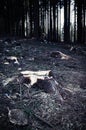 Dark felled forest