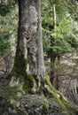 Detail of the cracked trunk of an old spruce