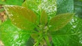 Nature background Dew or water drop on surface leaf. After rain in garden. Royalty Free Stock Photo