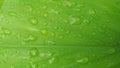 Nature background Dew or water drop on surface leaf. After rain in garden. Royalty Free Stock Photo