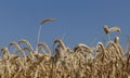 Nature background. A field of ripened wheat against a blue sky. Royalty Free Stock Photo