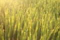 Nature background. Field of wheat. Dreamy natural background with morning golden sunrise sunset light over the field. Copy space. Royalty Free Stock Photo